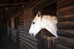 Horse In The Stable Stock Photo