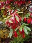 Photinia Davidiana Leaves Turning Red Stock Photo