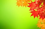 Autumn Maple Leaves Stock Photo