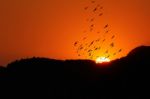 Bird With Sunset Stock Photo