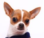 Cute Little Chihuahua Wearing A Jumper Stock Photo