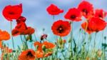 Field Of Poppies In Sussex Stock Photo