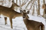 Beautiful Image Of Three Wild Deer In The Snowy Forest Stock Photo