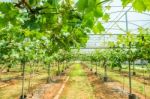 Vineyard In Korea Stock Photo