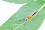 Hairy Caterpillar Stock Photo