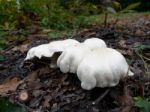 Mushrooms Growing In Sussex Stock Photo