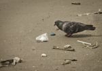 Pigeon And Junk Stock Photo