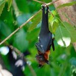 Flying Fox Stock Photo