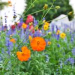 Orange Cosmos Flower Stock Photo