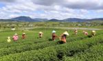 Dalat, Vietnam, July 30, 2016: A Group Of Farmers Picking Tea On A Summer Afternoon In Cau Dat Tea Plantation, Da Lat, Vietnam Stock Photo