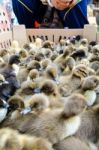 Seller And Many Ducklings For Sale Stock Photo