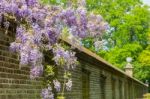 Blooming Blue Wisteria Hanging Over Long Brick Wall Stock Photo