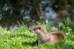 Eurasian Otter (lutra Lutra) Sitting In The Sunshine Stock Photo