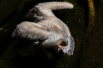 Fuengirola, Andalucia/spain - July 4 : Spot-billed Pelican (pele Stock Photo