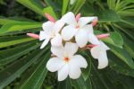 White Plumeria Flowers Stock Photo