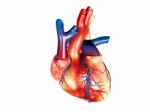 Human Heart Stock Photo