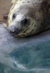 Harbor Seal Stock Photo