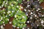 Begonia White Flowers Blooming In The Garden Stock Photo