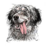 English Setter Stock Photo