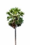 Palm Tree Isolated On White Background Stock Photo