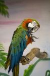 Red Macaw Stock Photo