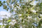 The Blooming Of Apple Trees Stock Photo