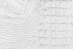 White Crocodile Skin Texture Stock Photo