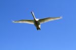 Swan In Flight Stock Photo