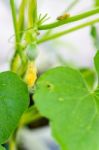 After Flowering Is Developing A Small Stock Photo