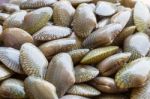 Raw Carpet Clam Stock Photo