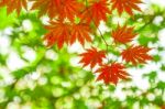 Maple In Autumn In Korea Stock Photo