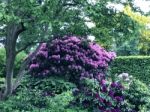 Rhododendron,flowers Stock Photo