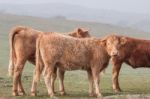 Bunch Of Brown Cows Stock Photo