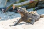 Marine Iguana On Galapagos Islands Stock Photo