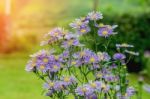 Margaret Flowers In The Garden Stock Photo