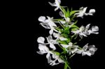 Habenaria Stock Photo