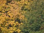 Autumn Tree Foliage Texture Stock Photo