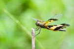 Black And Yellow Dragonfly Stock Photo