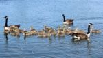 Canada Geese And Goslings Stock Photo