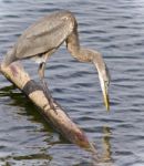 Photo Of A Great Blue Heron Watching Somewhere Stock Photo