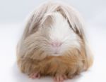 Guinea Pig Stock Photo