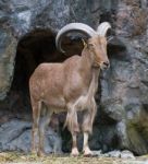 Brown Mountain Goat Stock Photo