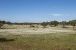 Spring Landscape In Alentejo Stock Photo