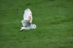 Barn Owl (tyto Alba) Stock Photo