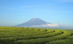 Tea Field With Mt.fuji Mountain Background Stock Photo