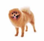 Pomeranian Spitz Dog Stock Photo