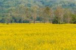 Yellow Flower Garden Stock Photo