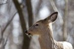 Beautiful Isolated Background With A Wild Deer In The Forest Stock Photo