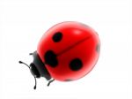 Ladybird Stock Photo