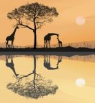 Savana With Giraffes Stock Photo